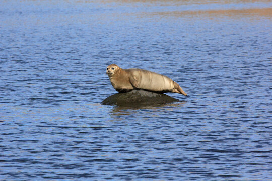 phoque barbu sur le rocher