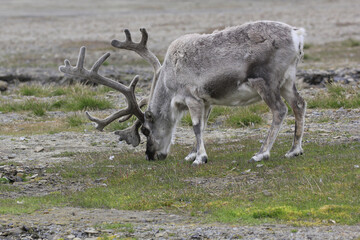 un renne entrain de brouter