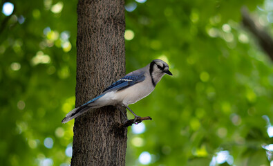 bird on a tree