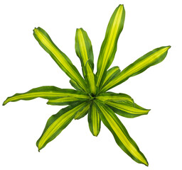 Plante verte et jaune de dragonnier ( Dracaena Massangeana ) détouré et isolé sur fond transparent. Pour décoration, jardin, plans d'aménagement paysager, dessins d'architecture