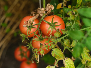 Tomatoes growing on the bush with some dry leaves.