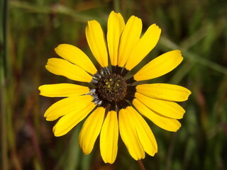 Yellow Ursinia close up