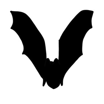 silhouette of a bat flying 1