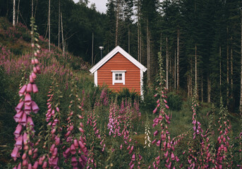 red cabin in the fjord surrounded by pink flowers, Norway