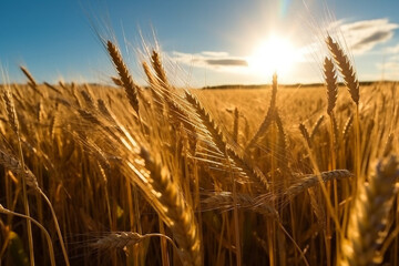 Field wheat with the sun and blue sky.