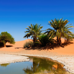 Oasis in the desert
