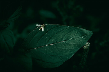 A close up of a big green leaf with a small hoverfly