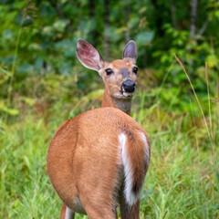 deer in the woods