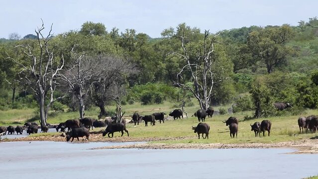 African buffalo herd on lake side scenery in Kruger National park, South Africa ; Specie Syncerus caffer family of Bovidae