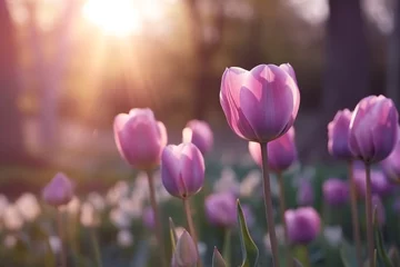 Fototapeten Close up tulip on field with  sunrise background. © Inlovehem