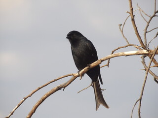 Black bird on a branch