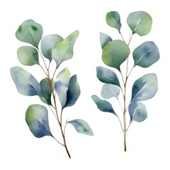 Watercolor silver dollar eucalyptus leaves and branches isolated on white background.