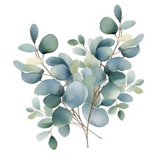 Obraz premium Watercolor silver dollar eucalyptus leaves and branches isolated on white background.