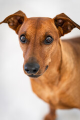 German Pinscher looking in the camera Portrait