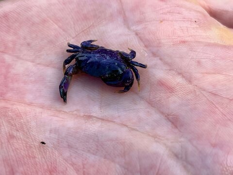 Purple Crab Sits On The Hand