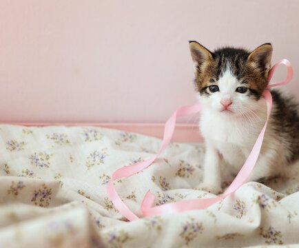 Kitten with ribbon, frame for greetings, holiday, day, free space, place for text, background image, pink background