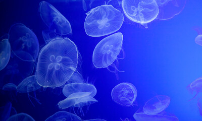 Jellyfish in blue background