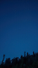 Fototapeta premium A vertical shot of a night sky full of stars and trees in the background