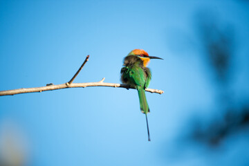 kingfisher on branch