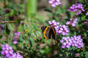 butterfly on flower