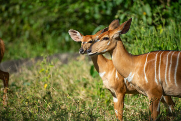 antelope in the grass