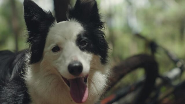 Closeup video of a black and white Border Collie dog in the green forest