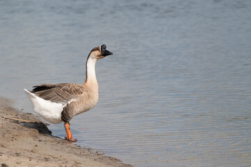 Swan goose stand on the shore and seek something to eat.Selective focus.