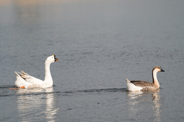 White goose and swan goose are floating on the water.Selective focus.