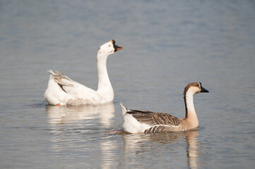 White goose and swan goose are floating on the water.Selective focus.