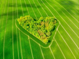 Aerial view of a lush green landscape with a heart-shaped forest