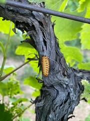 Close-up of a yellow Pupa perched atop a leafy green tree