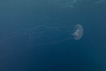 Jellyfish in the Red Sea are colorful and beautiful, Eilat Israel