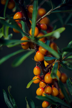 Branch with sea buckthorn in closeup.Delicious berry with vitamins C, E and B.