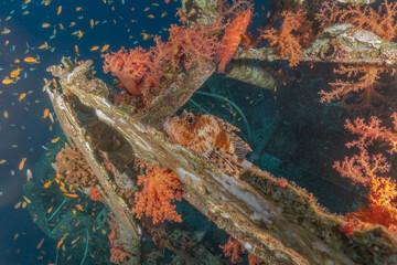 Lion fish in the Red Sea colorful fish, Eilat Israel
