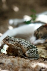 Close-up of a Berber toad on a rock with a cat in the background