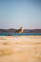 Seagull perched atop a sandy beach, with a tranquil sea in the background