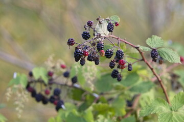 beautiful blackberries in the summer