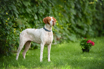 english pointer dog standing outdoors in summer