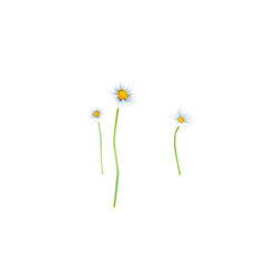 chamomile flowers isolated on transparent background, white  flower isolated Photo summer spring flowers, png