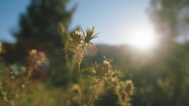 thorny plant at sunset light