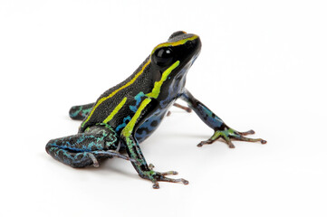 Sky-blue poison frog // Himmelblauer Giftfrosch (Hyloxalus azureiventris) - San Martín, Peru