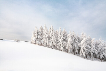 Naklejka premium snow covered trees