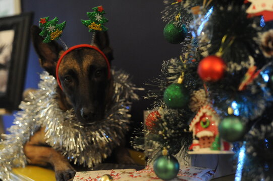 Malinois New Year