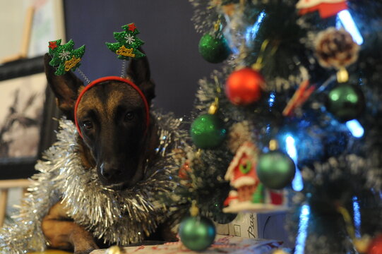 Malinois New Year