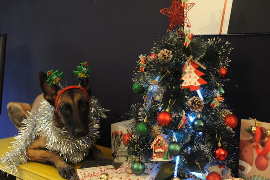 Malinois New Year