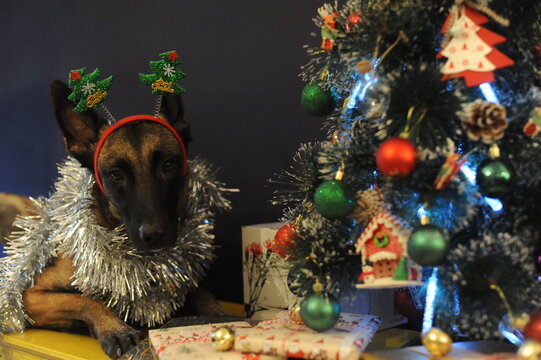 Malinois New Year