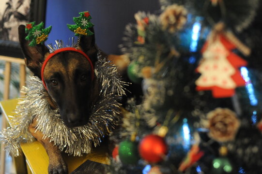 Malinois New Year