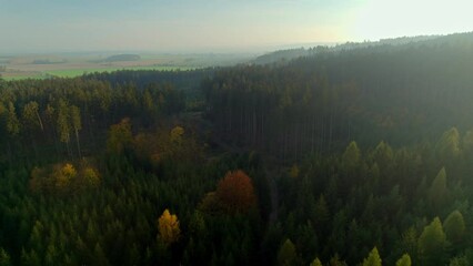 Drone view above green forests in a wild nature