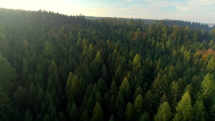 Drone view above green forests in a wild nature