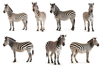 Photography set of africa zebras are shown in a variety of poses - Collection of standing, sitting, lying, isolated on white background